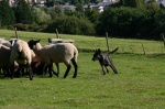 chiensettroupeau